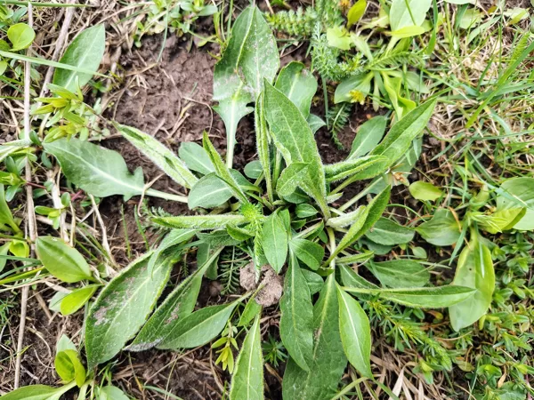 Pļavas dzelzene Centaurea jacea