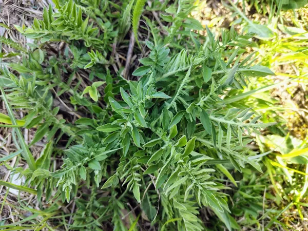 Lielā dzelzene Centaurea scabiosa