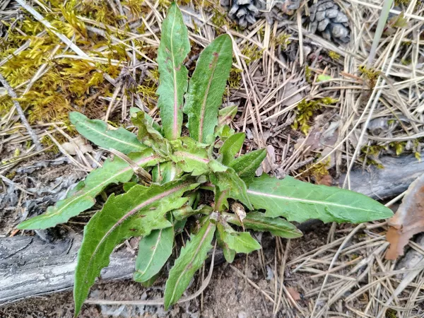 Cigoriņš Cichorium intybus