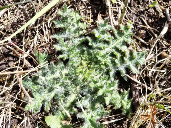 Purva dadzis Cirsium palustre