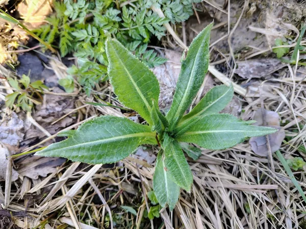 Dažādlapu dadzis Cirsium heterophyllum