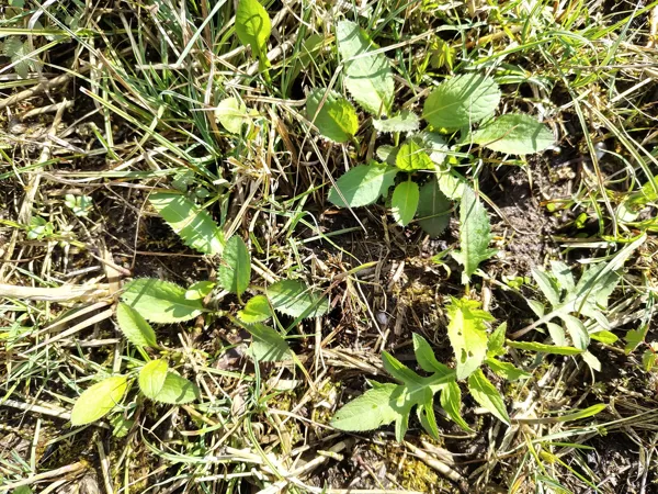 Lēdzerkste Cirsium oleraceum
