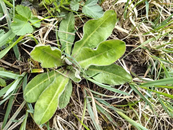 Krūmu cietpiene Crepis praemorsa (reta, aizsargājama!)