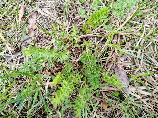 Savvaļas burkāns Daucus carota