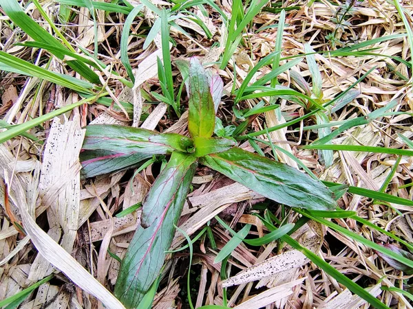 Pūkainā kazroze Epilobium hirsutum