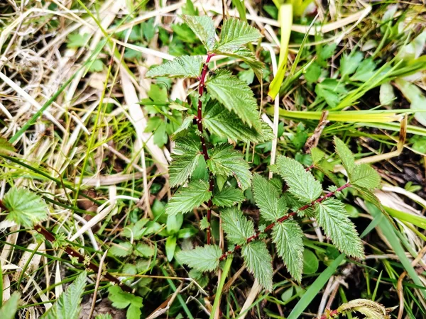 Parastā vīgrieze Filipendula ulmaria