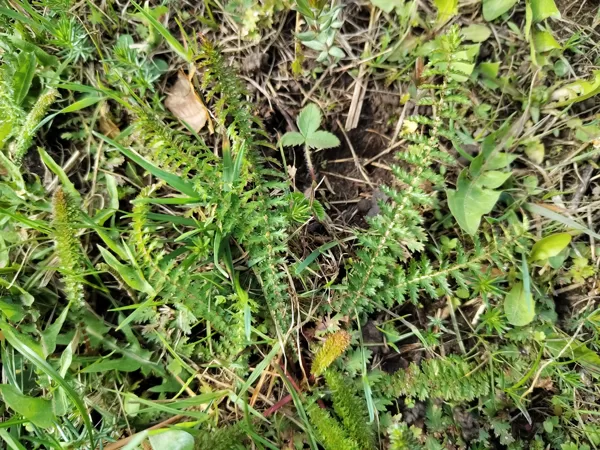 Lielziedu vīgrieze Filipendula vulgaris (BVZ indikatorsuga)