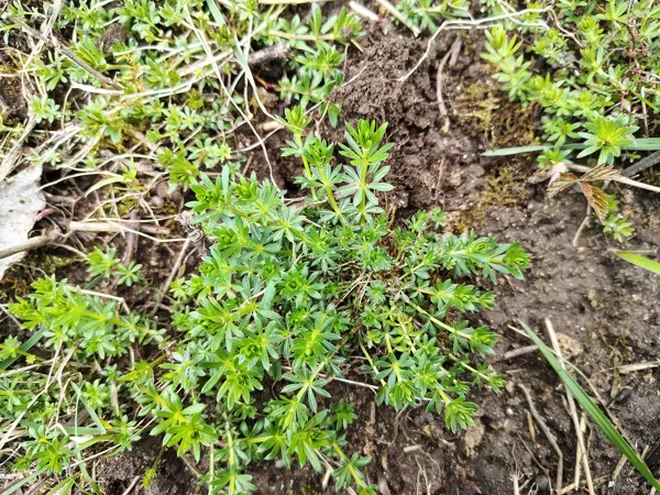 Baltā madara Galium album