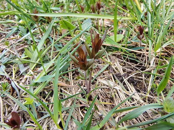 Ziemeļu madara Galium boreale (BVZ indikatorsuga)