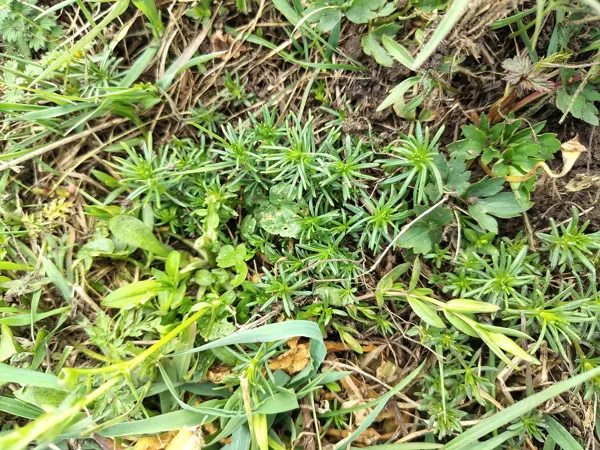Īstā madara Galium verum (BVZ indikatorsuga)