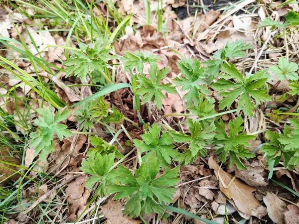 Pļavas gandrene Geranium pratense