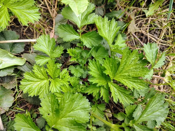 Pļavas bitene Geum rivale