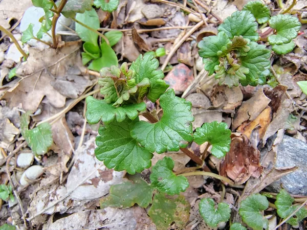 Efeju sētložņa Glechoma hederacea