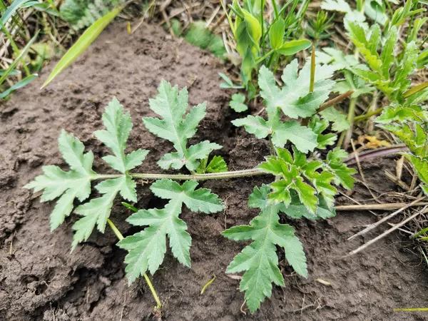 Sibīrija latvānis Heracleum sibiricum (vietējā suga)