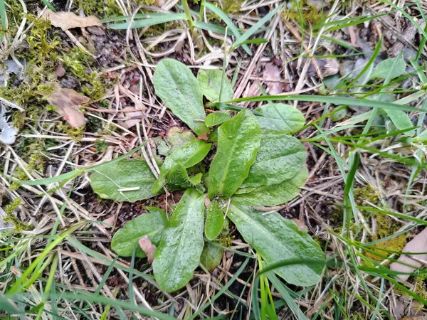 Sakņu pelūde Hypochaeris radicata