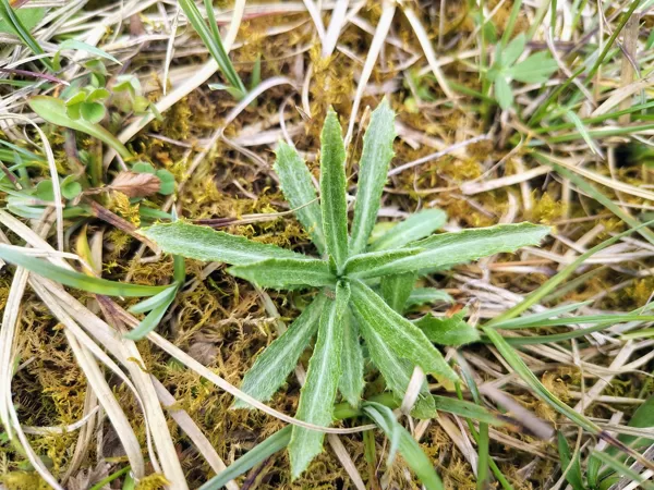 Parastais zeltdadzis Carlina vulgaris