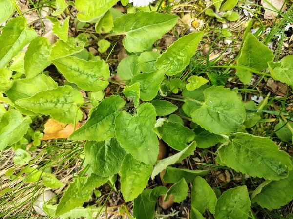 Tiruma pulkstenīte Campanula rapunculoides