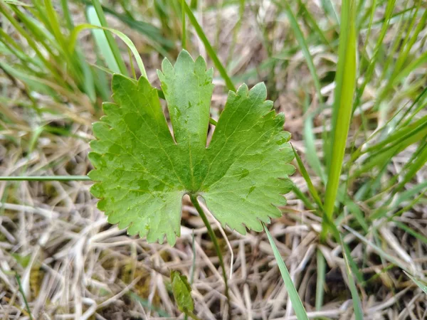 Zeltainā gundega Ranunculus auricomus