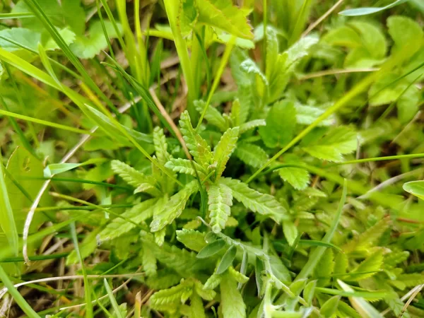Mazais zvagulis Rhinanthus minor