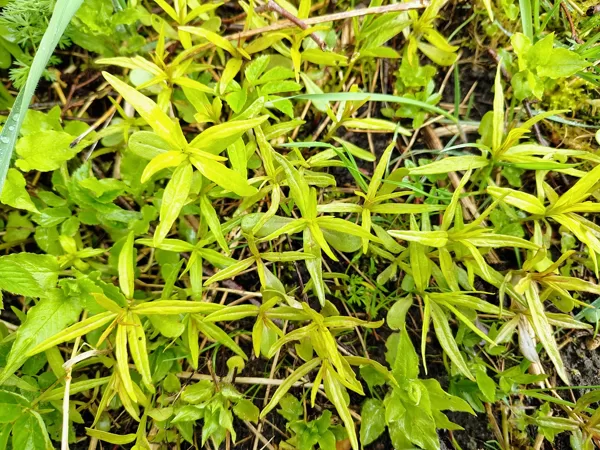Birztalas nārbulis Melampyrum nemorosum