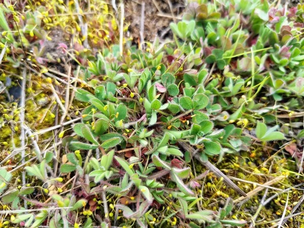 Tīruma āboliņš Trifolium arvense