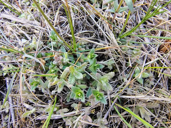 Lielais zvagulis Rhinanthus serotina