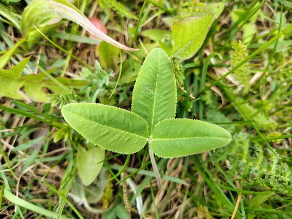 Kalnu āboliņš Trifolium montanum (BVZ indikatorsuga)
