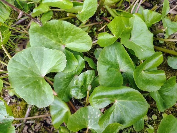 Purva purene Caltha palustris