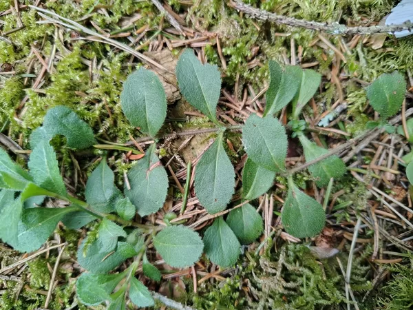 Zemteka Veronica officinalis