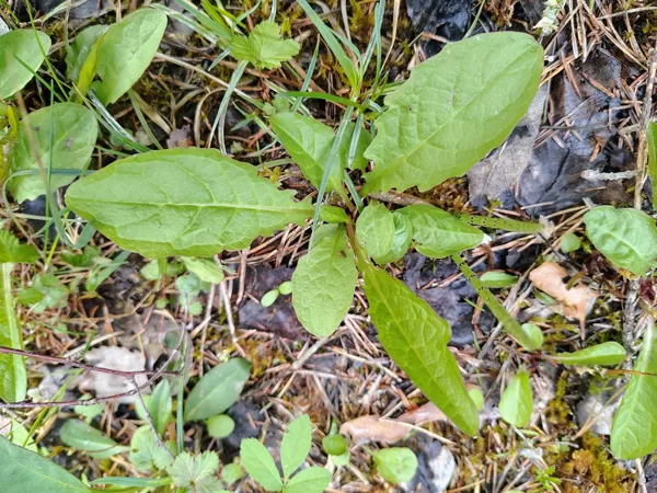 Purva cietpiene Crepis paludosa
