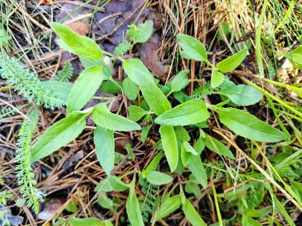 Vārpu veronika Veronica spicata (BVZ indikatorsuga)