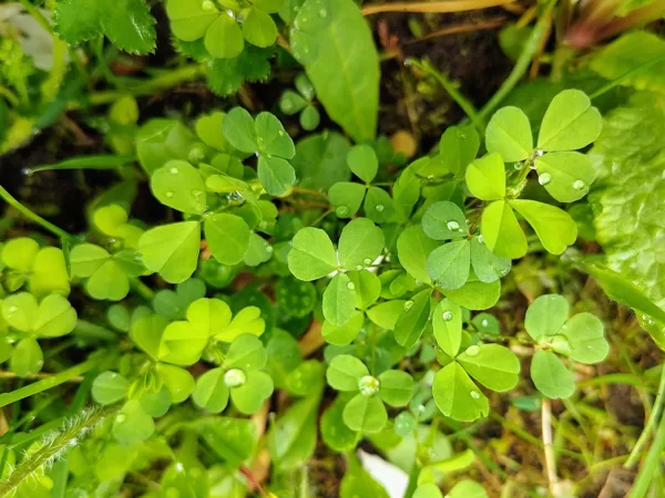 Sīkais āboliņš Trifolium dubium