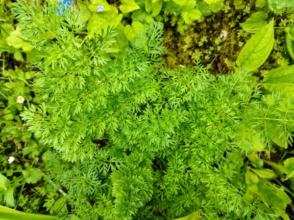 Ķimeņlapu selīne Selinum carvifolia