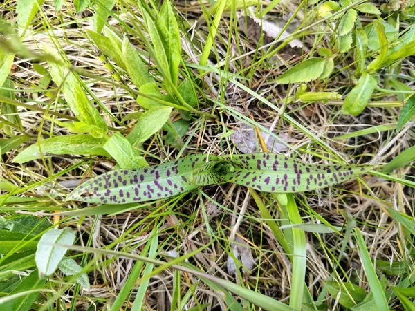 Baltijas dzegužpirkstīte Dactylorhiza baltica (BVZ indikatorsuga, aizsargājama)