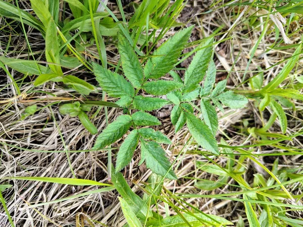 Meža zirdzene Angelica sylvestris