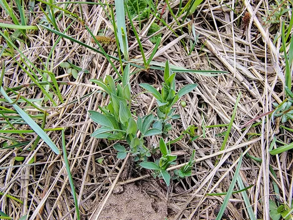 Pļavas dedestiņa Lathyrus pratensis