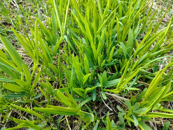 Meža dedestiņa Lathyrus sylvestris