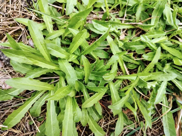 Matainā vēlpiene Leontodon hispidus (BVZ indikatorsuga)