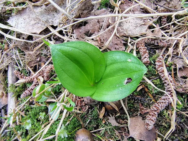 Ovālā divlape Listera ovata
