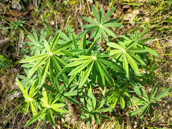 Daudzlapu lupīna Lupinus polyphyllus (invazīva svešzemju suga)