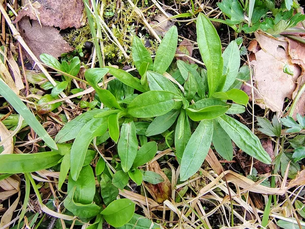 Pļavas spulgnaglene Lychnis flos-cuculi