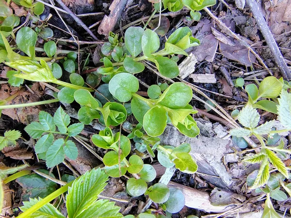 Pļavas zeltene Lysimachia nummularia