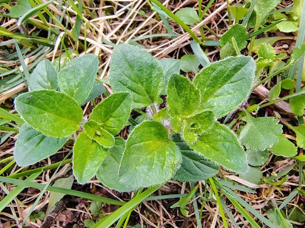 Parastā raudene Origanum vulgare