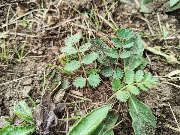 Klinšu noraga Pimpinella saxifraga