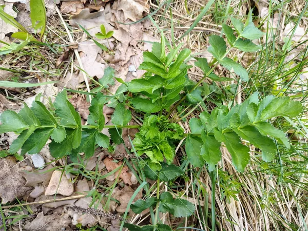 Pļavas pastinaks Pastinaca sativa