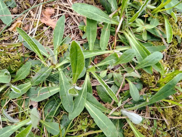 Mazā pamauraga Pilosella officinarum