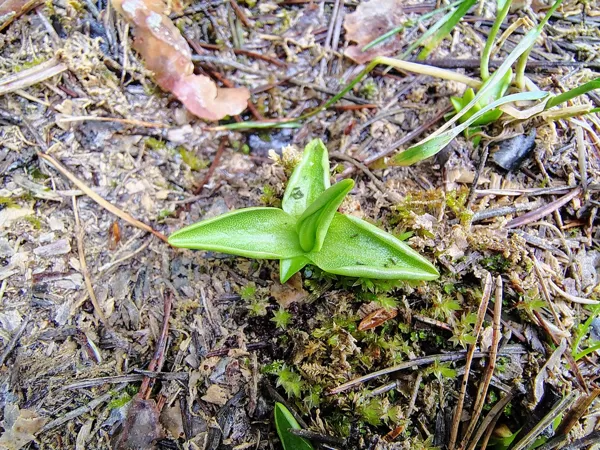 Parastā kreimule Pinguicula vulgaris (aizsargājama)