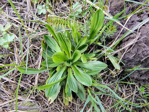 Šaurlapu ceļteka Plantago lanceolata