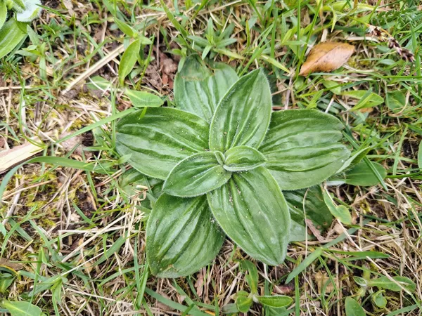 Vidējā ceļteka Plantago media (BVZ indikatorsuga)