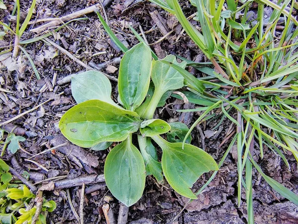 Lielā ceļteka Plantago major